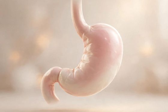 Stomach