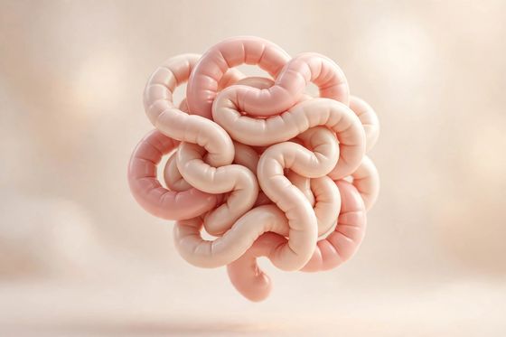 Small intestine