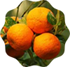 Citrus Aurantium