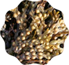 Bladderwrack